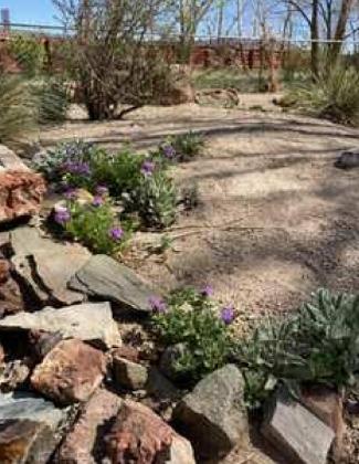 XERISCAPE - Part 4