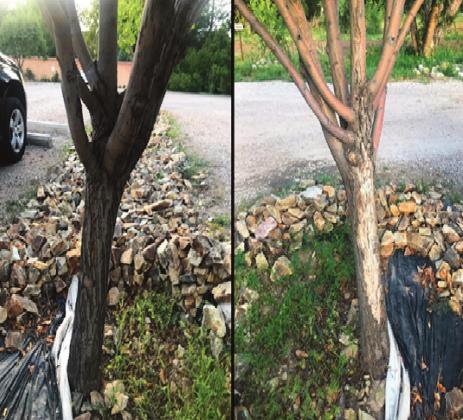 Southwest Yard &amp; Garden; Prepping fruit trees for winter: Part 2