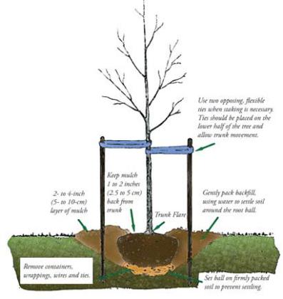Planting Trees