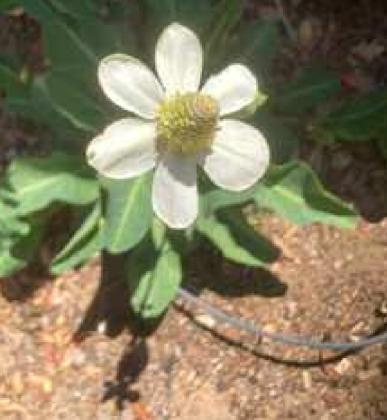 Yerba mansa inflorescence with bright white petal-like bracts and a rosette of green, almost-succulent leaves. Photo credit Lin Yeskie.
