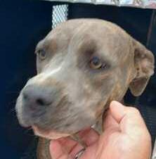 Pet of the Week Meet Mia