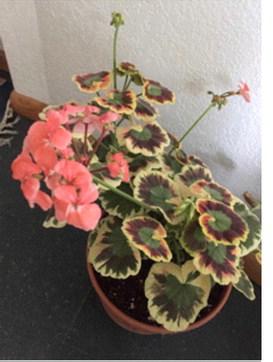 Two of my special geraniums - worth saving from the frost