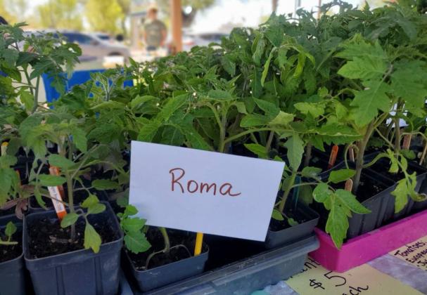 Grants Farmers Market Grows in Week Two