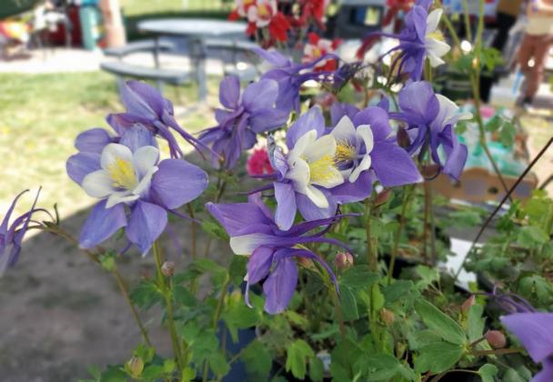 Grants Farmers Market Grows in Week Two