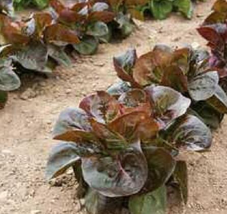 Growing Lettuce