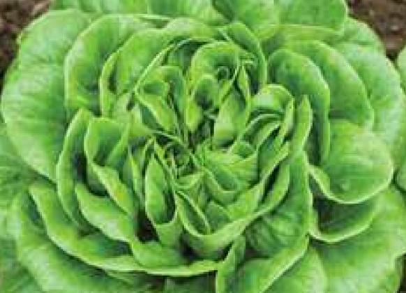 Growing Lettuce