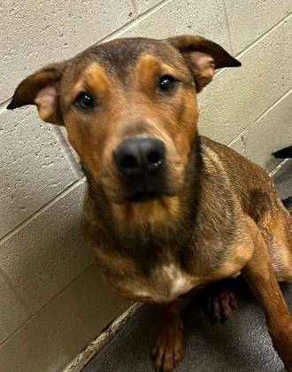 GrantsAnimal Care Center 722 Sakelares Boulevard