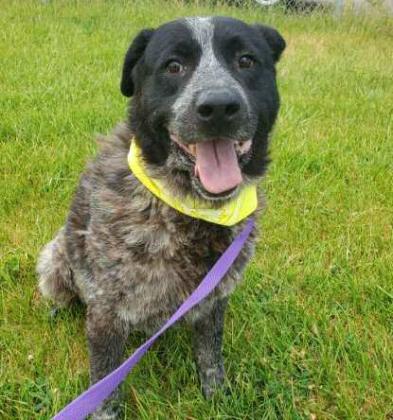 Pet of the Week Meet Grey