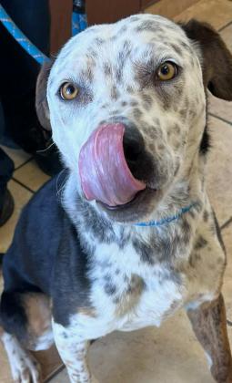 GrantsAnimal Care Center 722 Sakelares Boulevard