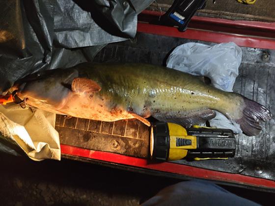Kii Lowe caught a catfish using liver on Aug. 21