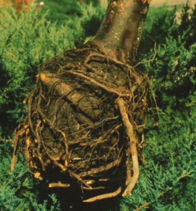 After several years of slow decline, this 11-year-old Arizona cypress is removed. The culprit: A severely knotted rootball that could have been avoided if circling (also called spiraling) roots had been properly cut at the time of planting. Below; Exposed circling root still in the container. Dr. John Mexal and Dr. Curtis Smith courtesy photo