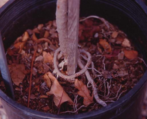 Southwest Yard &amp; Garden; Root pruning for long-term health