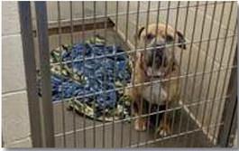 Amerika Rougemont - CC Rowe encourages “If you know somebody who is interested, who maybe is looking for an animal, send them our way. Have a look at our Facebook page.”
