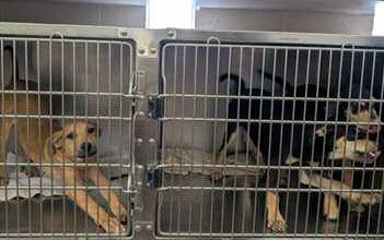 Volunteers are able to socialize with the animals. “You could come and socialize the puppies, socialize the kitties.” Rowe encouraged. Amerika Rougemont - CC