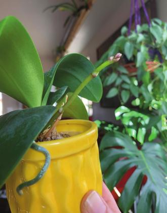 Southwest Yard &amp;  Garden; Pruning Your Christmas Cactus