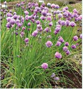 Flowering Chives Courtesy Photo