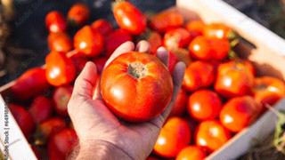 WHY THINK ABOUT GROWING TOMATOES IN WINTER