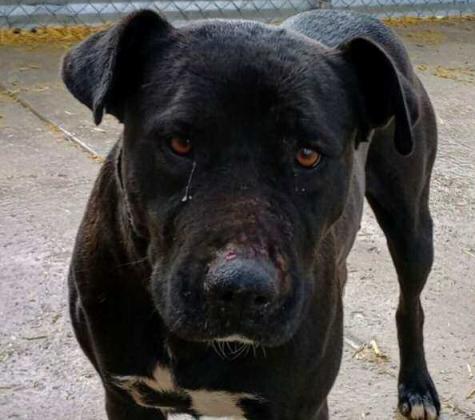 Pet of the Week Meet Cobra