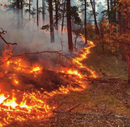 The Colorado 2 Fire burns its way through the Cibola National Forest on Mount Taylor; the fire is now 75 percent contained. Courtesy photo