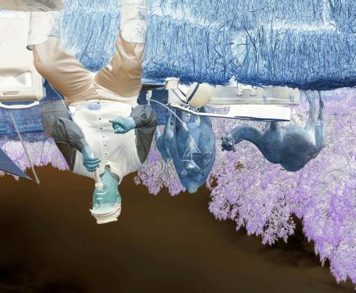 Camel Corps