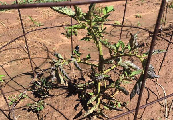 This tomato plant is suspected to be infected with the curly top virus and will likely never grow large enough to fill its cage. Note the stunted size, yellowing stems, and curled leaves with purple venation. Marisa Thompson courtesy photo