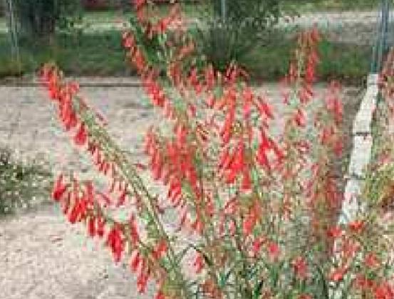 Penstemon—Figwort Family