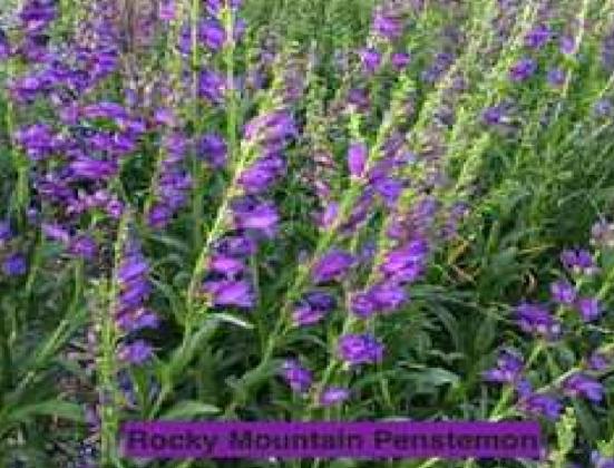 Penstemon—Figwort Family