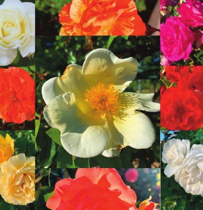 M. Thompson courtesy photo Show-offs at the Albuquerque Rose Garden on May 13, 2020.