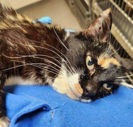 Pet of the Week