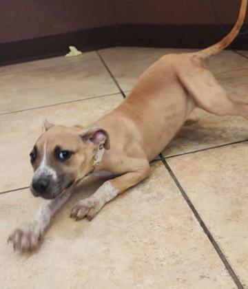 Pet of the Week