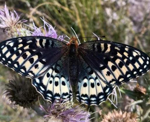 Service Proposes Listing Silverspot Butterfly as Threatened under Endangered Species Act
