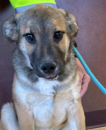 Pet of the Week