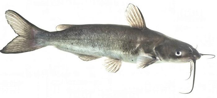 The channel catfish is a hardy, bottom-feeding fish commonly stocked in New Mexico’s community ponds during the summer. Known for its whisker-like barbels and strong fight, it’s a favorite among anglers using bait like stink bait, chicken liver, or worms. Courtesy Photo