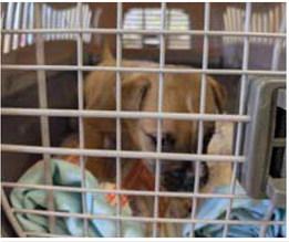 Animal Care Center Update