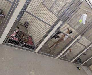 As of the seventh, there were several puppies at the shelter. Amerika Rougemont - CC