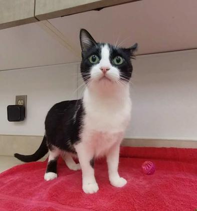 Pet of the Week Meet Misty