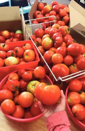 Marisa Thompson Courtesy photo More than 200 pounds of red tomatoes are harvested at the NMSU Los Lunas Agricultural Science Center.