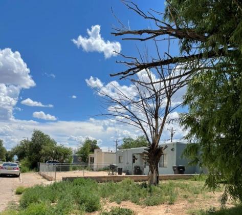 MORE ABOUT OUR TREES
