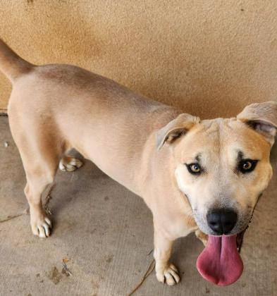 Grants Animal Care Center 722 Sakelares Boulevard