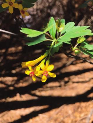 Cottonwood leaf in the Albuquerque bosque on August 26, 2020, practically shouts, It’s been too hot and dry, and also promises that fall is on the way. M. Thompson Courtesy photo