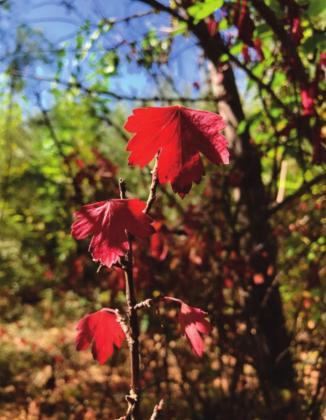 Cottonwood leaf in the Albuquerque bosque on August 26, 2020, practically shouts, It’s been too hot and dry, and also promises that fall is on the way. M. Thompson Courtesy photo