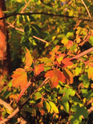 Golden currant shrub in bloom on April 7, 2019 (left), with stressed-but-alive red foliage on July 18, 2019, after weeks of flooding (center), and with early fall color on Sept. 2, 2020 (right). M. Thompson Courtesy photo