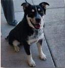 GrantsAnimal Care Center 722 Sakelares Boulevard