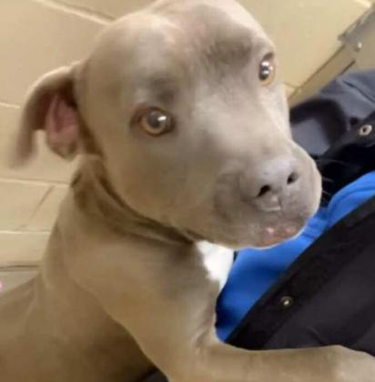 Pet of the Week Meet Water