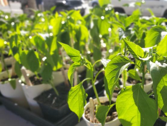 Grants Farmers Market Continues to Shine