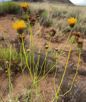 Southwest Yard &amp; Garden; Where to find wildflowers this spring