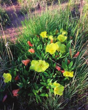Southwest Yard &amp; Garden; Where to find wildflowers this spring