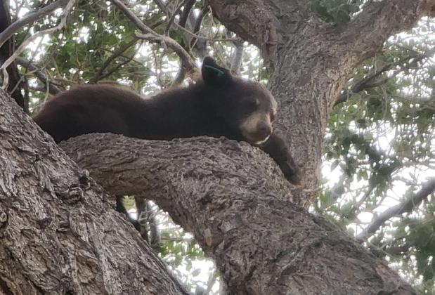 Courtesy of City of Grants Police Department A young black bear rests in a tree near Zuni Canyon Road in Grants during a series of local bear sightings in August. Residents were asked to remain at a safe distance and allow the cub a clear path out of the area.