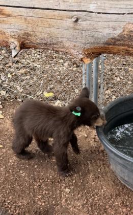 One of two sibling bear cubs recovered near Grants explores an enclosure after arriving at Cottonwood Rehab. The cubs, named Chaco and Zuni, became separated from their mother and another sibling after the family was relocated. Courtesy of Cottonwood Rehab/Land of Enchantment Wildlife Foundation
