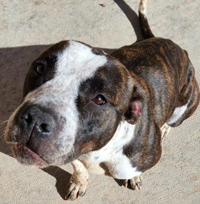 Pet of the Week Meet Darling